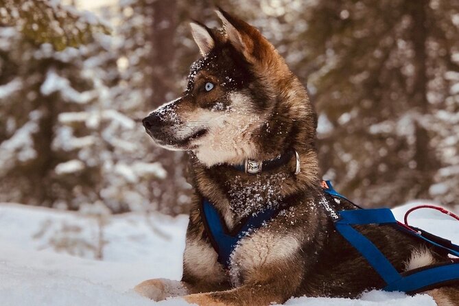 Rovaniemi: Drive Your Own Husky Team (6–10 km) & BBQ - Key points before you book