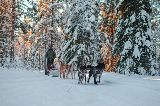 Rovaniemi: Drive Your Own Husky Team (6–10 km) & BBQ - What the four-hour outing is really like