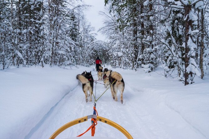 Rovaniemi: Drive Your Own Husky Team (6–10 km) & BBQ - Warming up in the kota