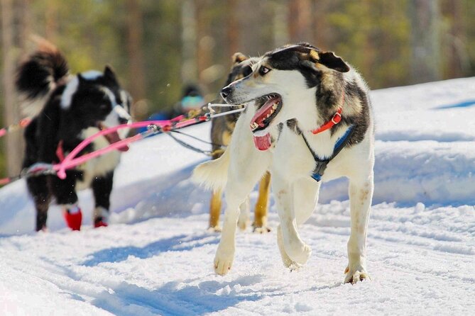 Rovaniemi: Drive Your Own Husky Team (6–10 km) & BBQ - Taking turns behind the sled