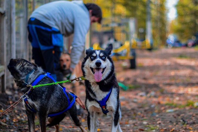 Rovaniemi: Drive Your Own Husky Team (Autumn) & BBQ - Key points at a glance