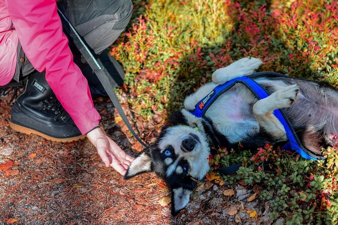 Rovaniemi: Drive Your Own Husky Team (Autumn) & BBQ - What the small group changes