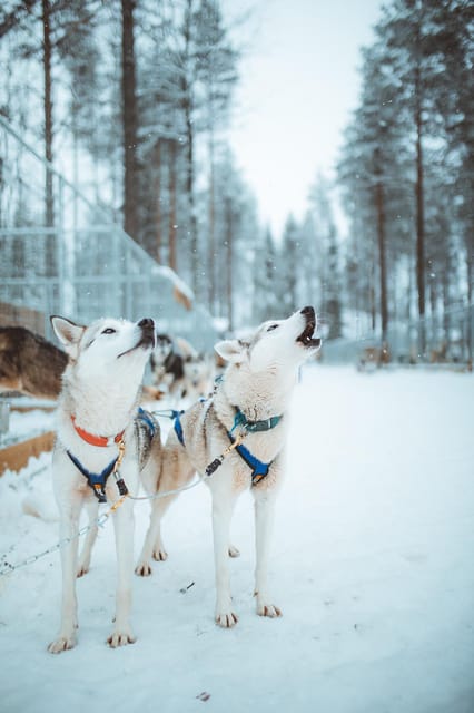 Rovaniemi: Early Winter Husky Sled Ride - Key Points At a Glance