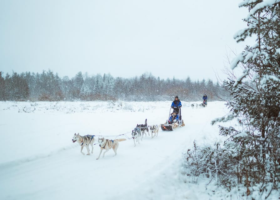 Rovaniemi: Early Winter Husky Sled Ride - Why This Early Winter Ride Is Special