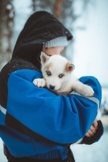 Rovaniemi: Early Winter Husky Sled Ride - Meeting the Dogs Before the Safari
