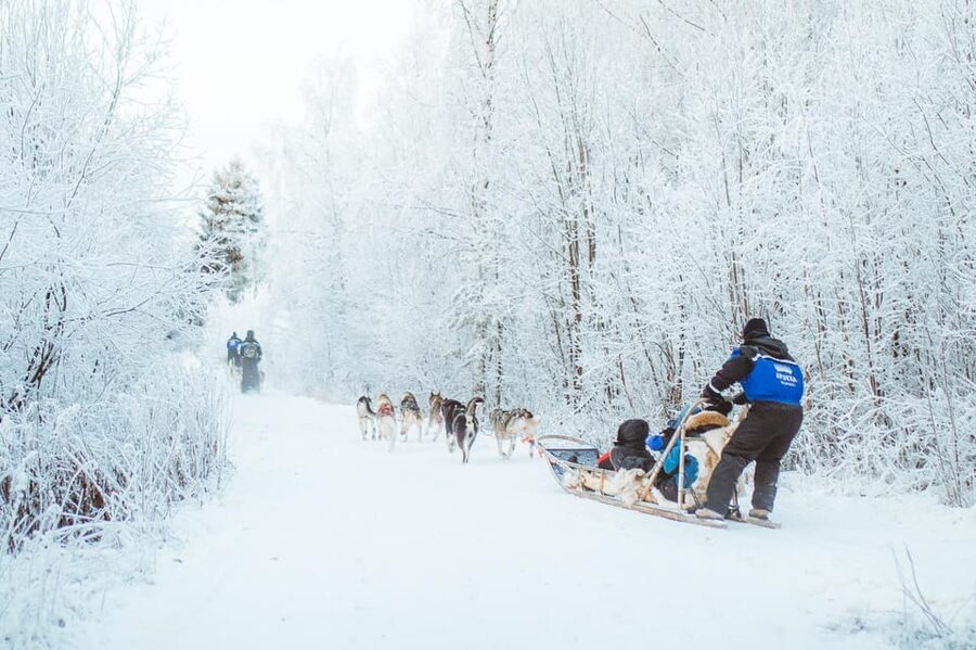 Rovaniemi: Early Winter Husky Sled Ride - Price, Timing, and Overall Value