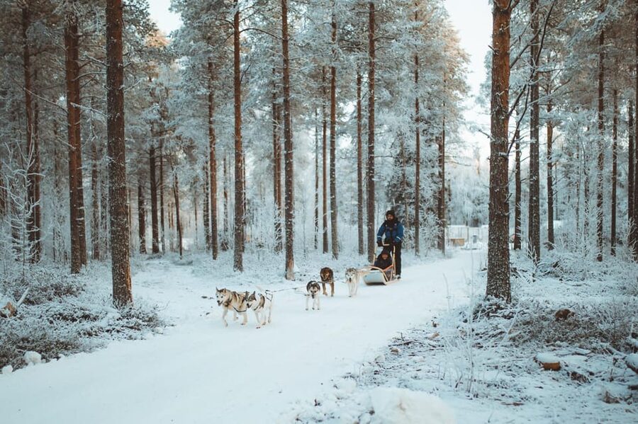 Rovaniemi: Early Winter Husky Sled Ride - Who Should Book This Husky Safari?