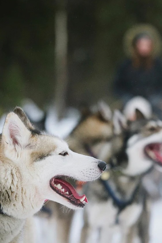 Rovaniemi: Family Friendly Husky Ride and Farm Visit - From central Rovaniemi to the husky farm