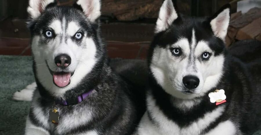 Rovaniemi: Family Friendly Husky Ride and Farm Visit - The five-minute run through the snow