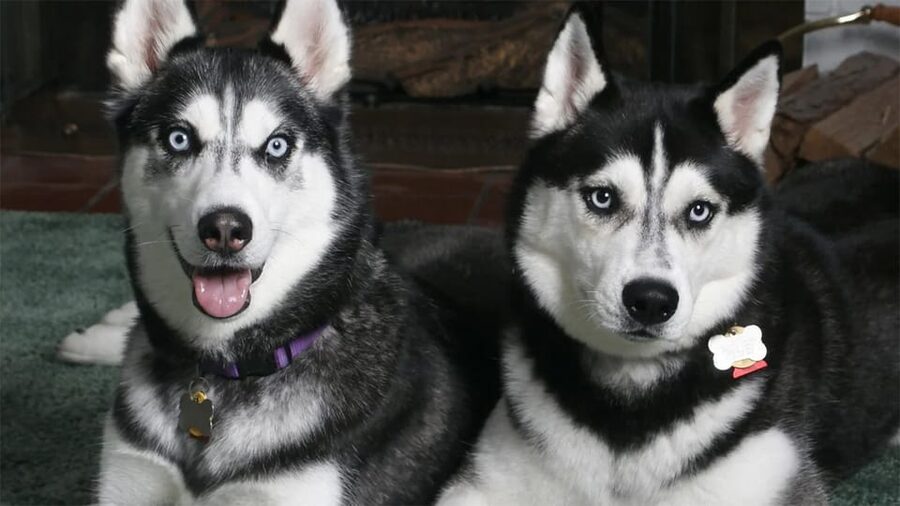 Rovaniemi: Family Friendly Husky Ride and Farm Visit - Who should book this short husky experience?