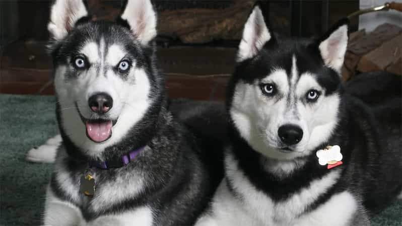 Rovaniemi: Family Friendly Husky Ride and Farm Visit - Meeting the dogs before the sled ride