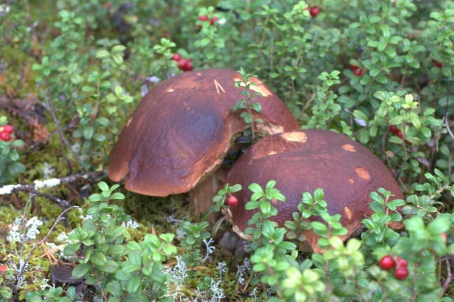 Rovaniemi forest foraging adventure: Pick, Prepare, Savor - Why this Rovaniemi forest outing feels different