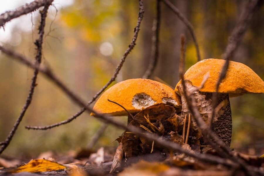 Rovaniemi forest foraging adventure: Pick, Prepare, Savor - Learning Finland’s everyman’s right
