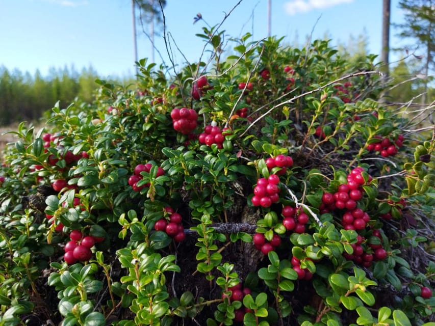 Rovaniemi forest foraging adventure: Pick, Prepare, Savor - Searching for berries and mushrooms during the two-hour walk