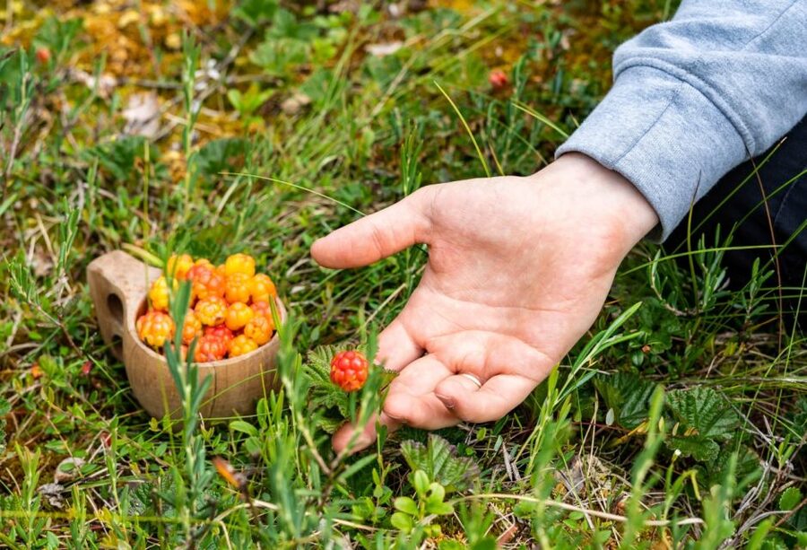 Rovaniemi forest foraging adventure: Pick, Prepare, Savor - What the $135 price includes
