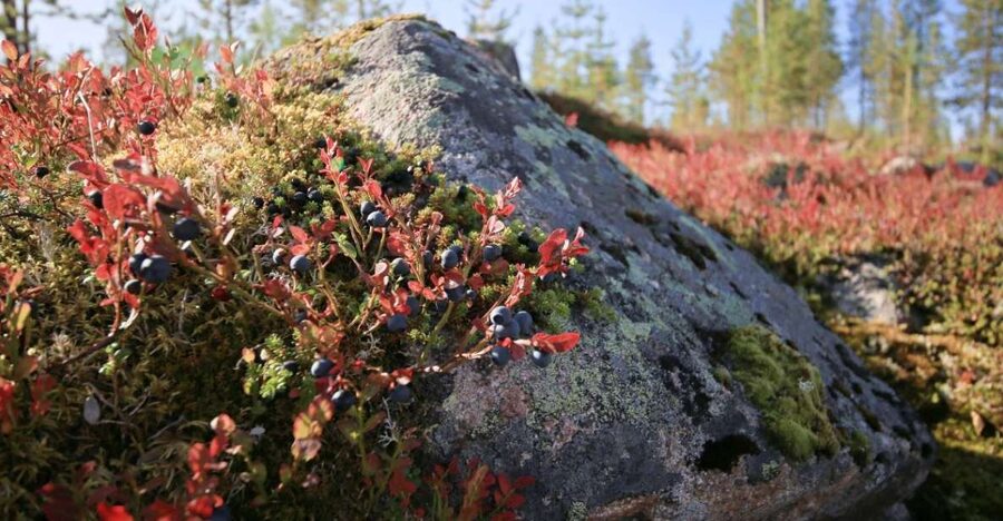 Rovaniemi forest foraging adventure: Pick, Prepare, Savor - Who will enjoy this most