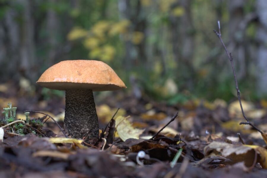 Rovaniemi forest foraging adventure: Pick, Prepare, Savor - A closer look at the three-hour flow