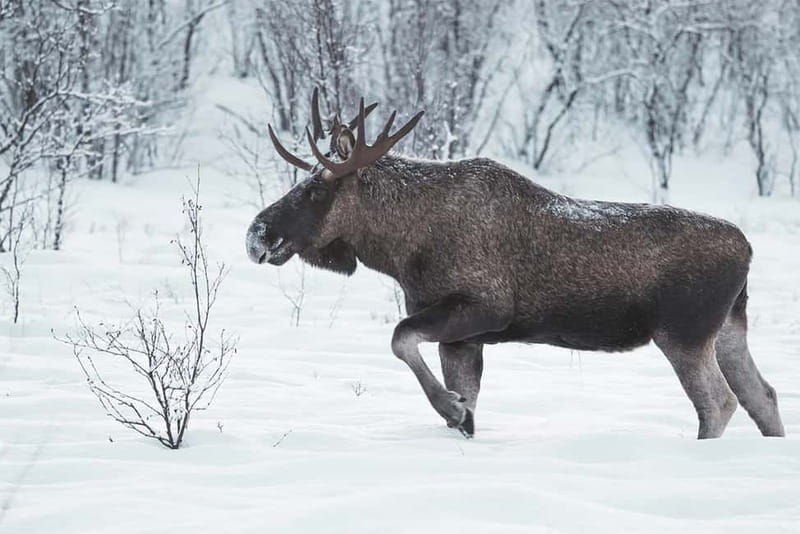 Rovaniemi: Full-Day Highlights Tour with Buffet Lunch - Who will get the most from this Rovaniemi tour