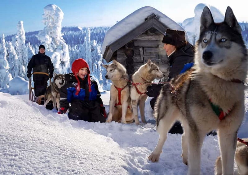 Rovaniemi: Full-Day Highlights Tour with Buffet Lunch - Slowing down behind the reindeer