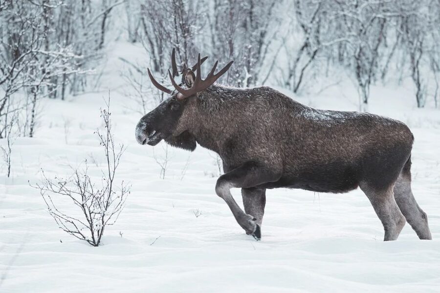 Rovaniemi: Full-Day Highlights Tour with Buffet Lunch - Santa Claus Village and the Arctic Circle line
