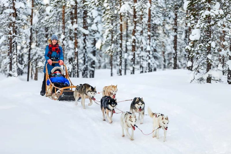 Rovaniemi: Full-Day Highlights Tour with Buffet Lunch - Buffet lunch keeps the schedule simple