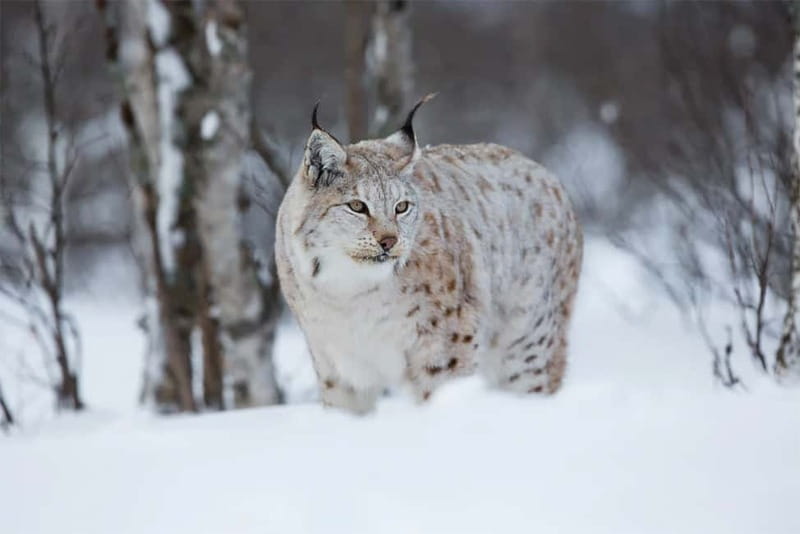Rovaniemi: Full-Day Highlights Tour with Buffet Lunch - Starting downtown at Maakuntakatu 29-31