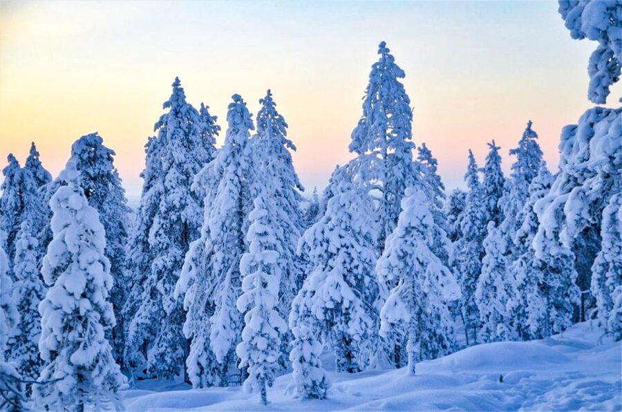 Rovaniemi: Guided Wilderness Snowmobile Ride - Quick facts before you book