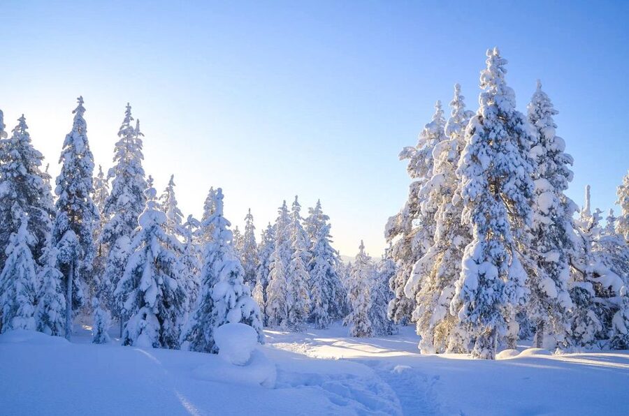 Rovaniemi: Guided Wilderness Snowmobile Ride - The safety lesson matters more than you might expect