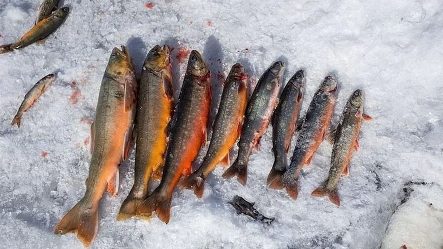 Rovaniemi: Half-Day Snowmobile & Ice Fishing Experience - Key points before you book