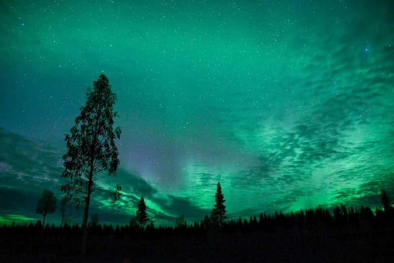 Rovaniemi: Horse Sleigh Ride under the Night Sky - Key details before you book