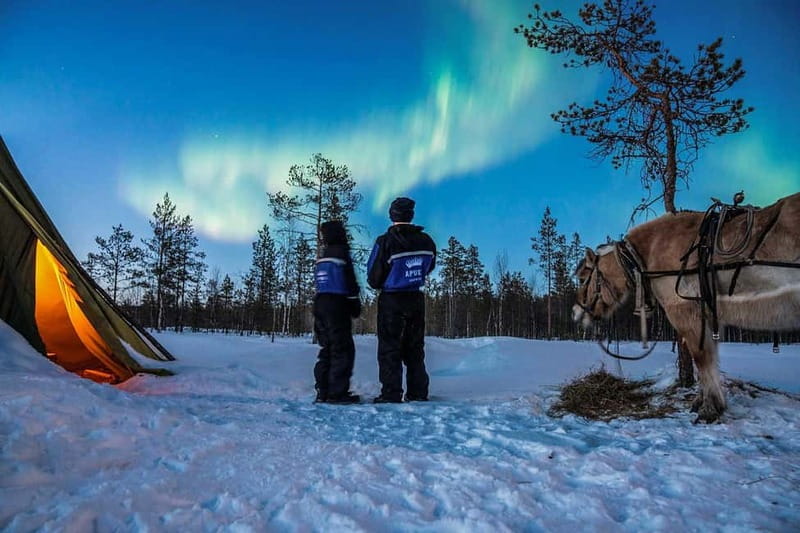 Rovaniemi: Horse Sleigh Ride under the Night Sky - Why this horse sleigh ride feels different