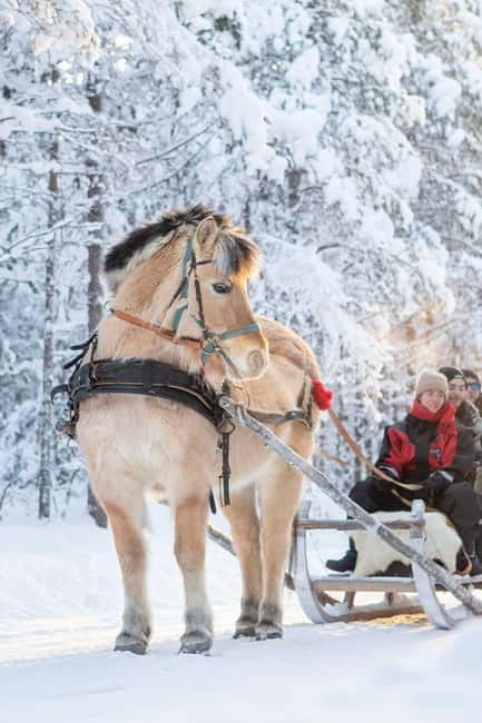 Rovaniemi: Horse Sleigh Ride under the Night Sky - Arriving at Apukka Resort and meeting the Finn Horses