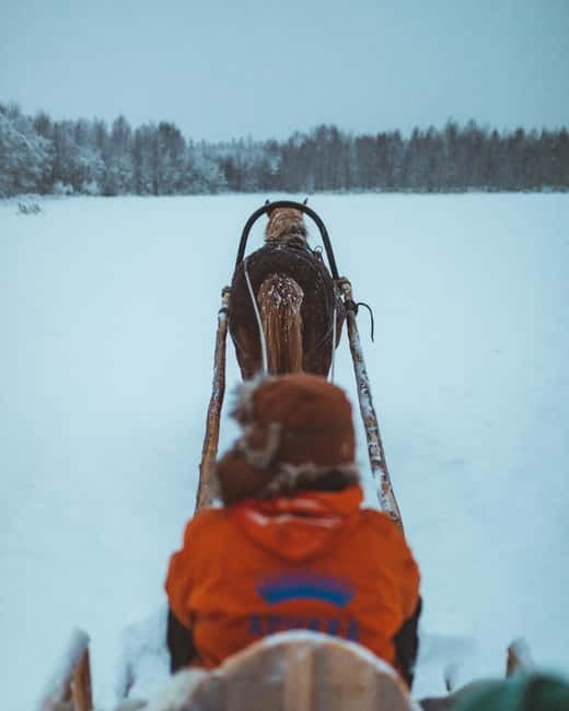 Rovaniemi: Horse Sleigh Ride under the Night Sky - The 3-kilometer ride through snowy forest