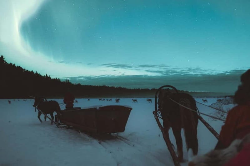 Rovaniemi: Horse Sleigh Ride under the Night Sky - Waiting for the Northern Lights