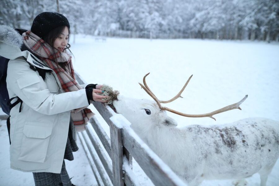 Rovaniemi: Husky and reindeer farm visit with sleigh rides - Key points to know before booking