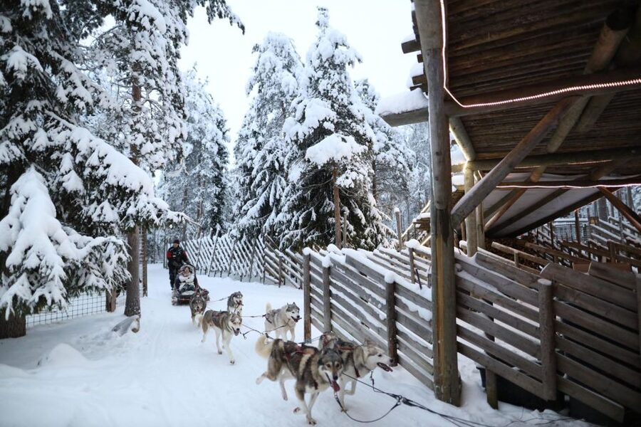 Rovaniemi: Husky and reindeer farm visit with sleigh rides - A compact Arctic day from Rovaniemi