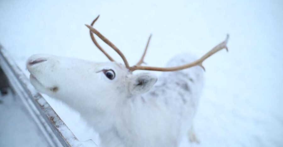 Rovaniemi: Husky and reindeer farm visit with sleigh rides - A 1-kilometer sledge ride with working dogs