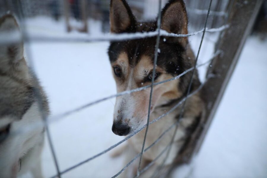 Rovaniemi: Husky and reindeer farm visit with sleigh rides - The 400-meter reindeer sleigh ride