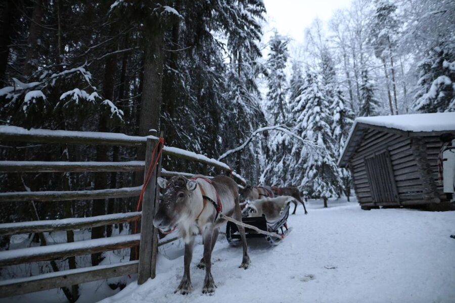 Rovaniemi: Husky and reindeer farm visit with sleigh rides - Who will enjoy this tour most