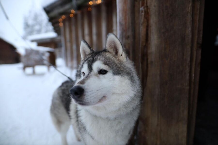 Rovaniemi: Husky and reindeer farm visit with sleigh rides - Is $212 a fair price?