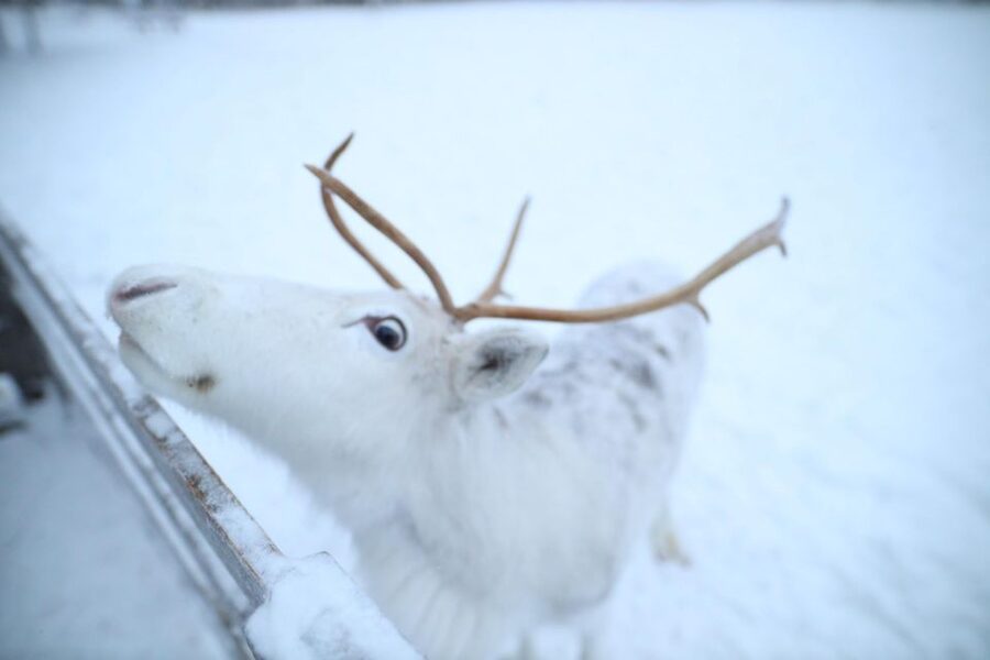 Rovaniemi: Husky and reindeer farm visit with sleigh rides - Meeting the huskies at the park