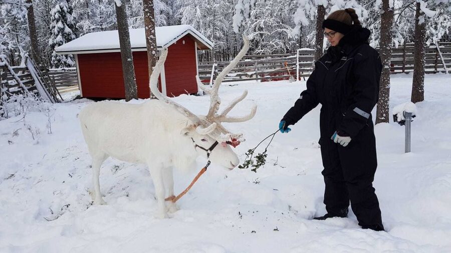 Rovaniemi: Husky Farm and Reindeer Experience - Is $185 a fair price?