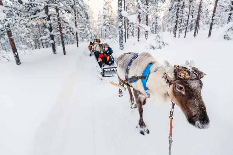 Rovaniemi: Husky Farm and Reindeer Experience - The 500-meter reindeer sleigh ride