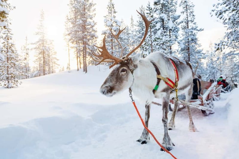 Rovaniemi: Husky Farm and Reindeer Experience - Meeting the Alaskan huskies