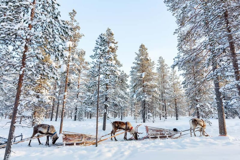 Rovaniemi: Husky Farm and Reindeer Experience - Warming up with salmon soup and hot refreshments