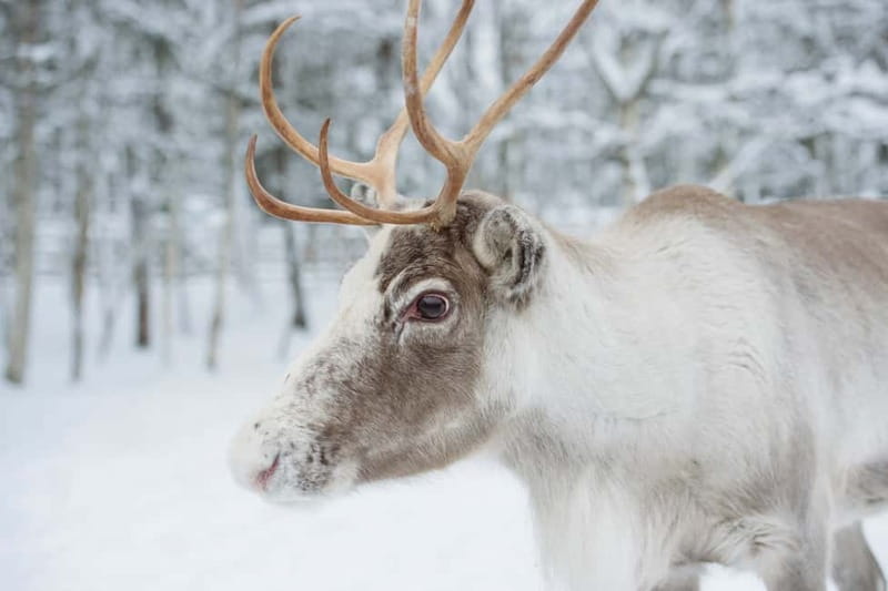 Rovaniemi: Husky Farm and Reindeer Experience - Free time at Santa Claus Village