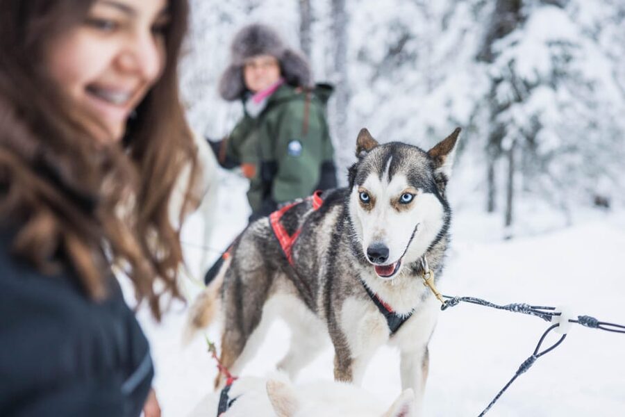 Rovaniemi: Husky Farm Visit with a Sledge Ride - Key points to know before booking