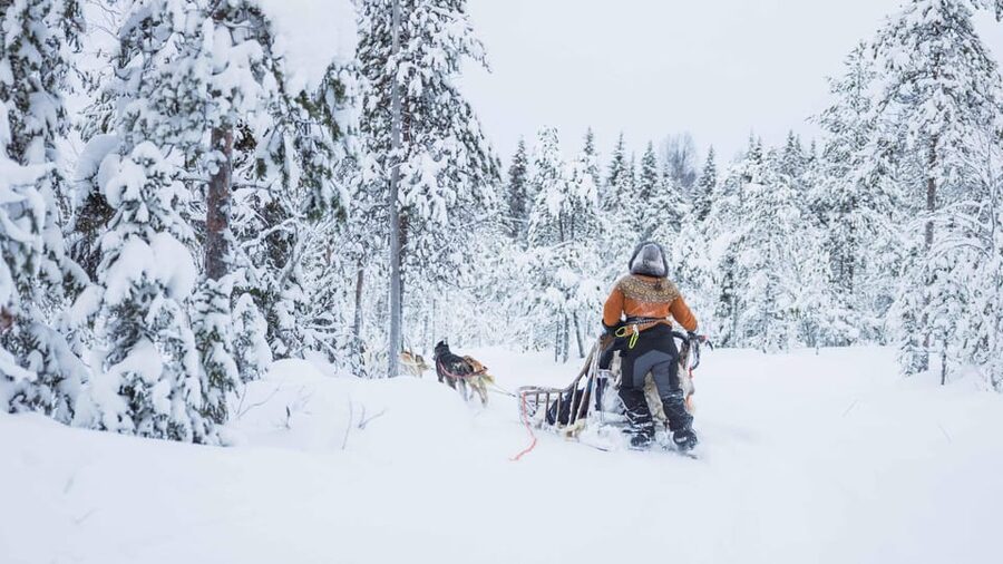 Rovaniemi: Husky Farm Visit with a Sledge Ride - What this Rovaniemi husky experience is really about
