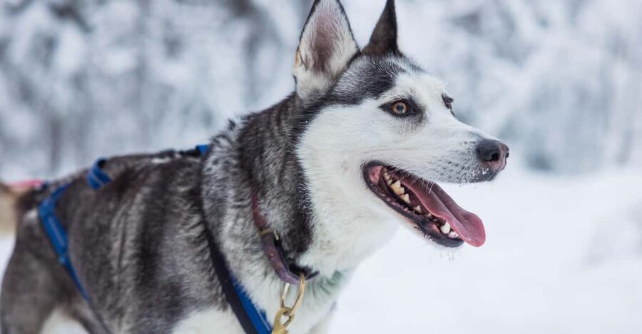 Rovaniemi: Husky Farm Visit with a Sledge Ride - Is $122 per person good value?
