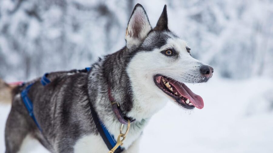 Rovaniemi: Husky Farm Visit with a Sledge Ride - Who will enjoy this most?